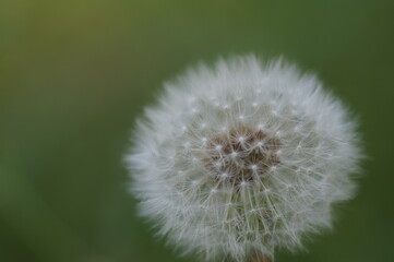 Fototapeta premium 綿毛