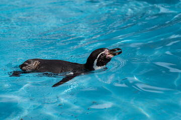 Naklejka premium 泳ぐペンギン