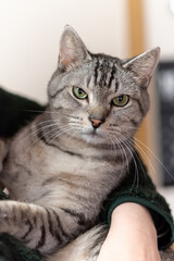 猫を抱く　サバトラ猫