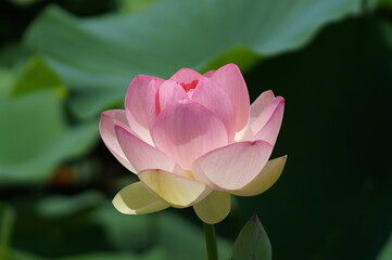 Obraz premium ハスの花