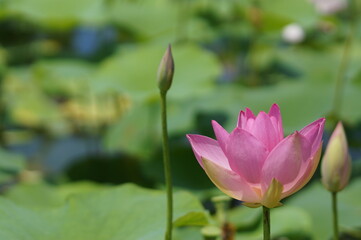 Fototapeta premium ハスの花畑