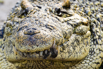 Nile alligator close up - Florida, United States of America.