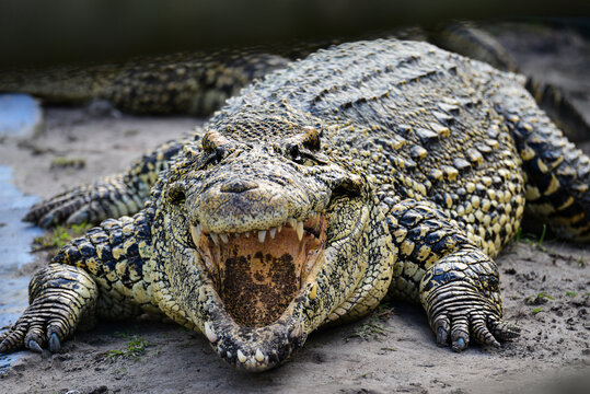 Nile alligator close up - Florida, United States of America.