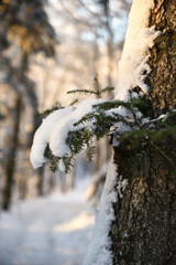 Winter