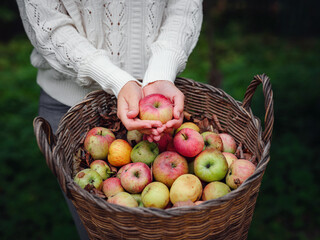 Pink with stripes fresh apples from branches in women's hands on a dark green background. Autumn harvest festival. Warm atmosphere, natural eco-friendly products