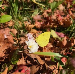 red and yellow flowers