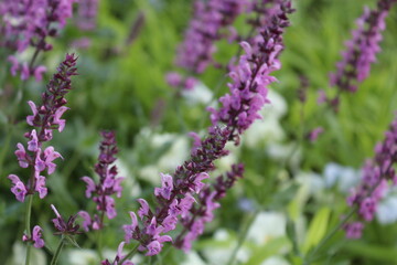 Wonderful pollinator plant