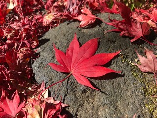 red maple leaves