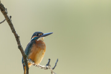 Male common Kingfisher (Alcedo atthis) perching on a tree branch with green background.