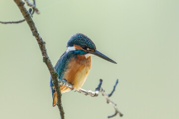 Male common Kingfisher (Alcedo atthis) perching on a tree branch with green background.