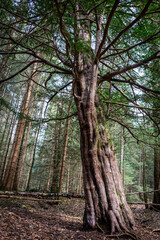 Spaziergang im Paterzeller Eibenwald
