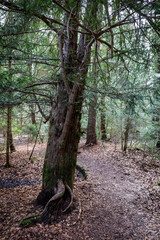 Spaziergang im Paterzeller Eibenwald