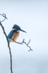 Male common Kingfisher (Alcedo atthis) perching on a tree branch with white background.