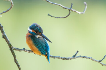 Male common Kingfisher (Alcedo atthis) kooking back and perching on a tree branch with green background.