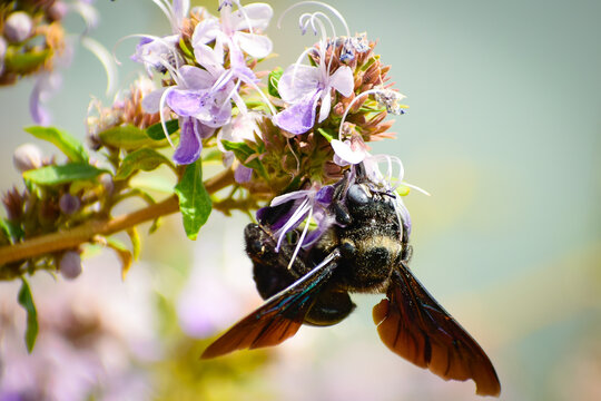 Carpenter bee  pollinating  flowers in the summer day