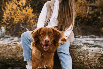 Young active dog toller on leash with owner young woman outdoors