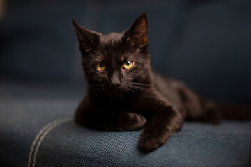 domestic handsome serious kitten with yellow eyes lies and plays on the gray denim sofa