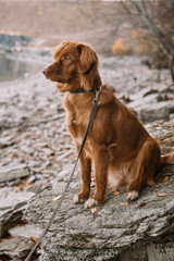 Young active dog toller walking on river shore