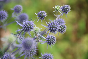 Stachelige Diestelpflanze