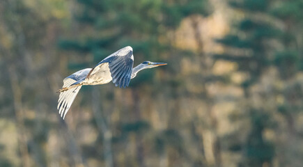 grey heron (Ardea cinerea) in flight