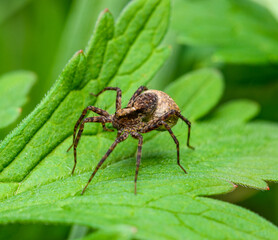 spotted wolf spider (Pardosa amentata) female carrying egg sac