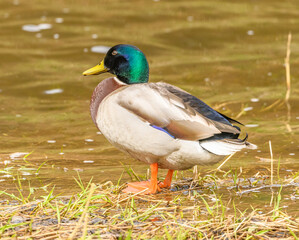 wild duck (anas platyrhynchos) male standing at water