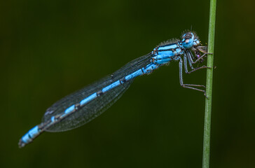 common blue damselfly, or northern bluet (Enallagma cyathigerum) on grass