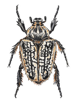 Watercolor illustration of the Goliath beetle on a white background. Hand drawn. Closeup. Template.