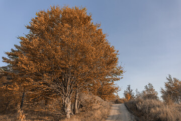 autumn tree with a large crown and yellow leaves next to a dirt road