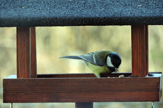 The great tit sitting inside a brown wooden bird feeder