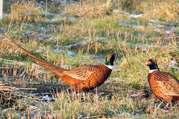 Two male pheasants standing in a meadow in the sunlight, green and dry grass and some snow
