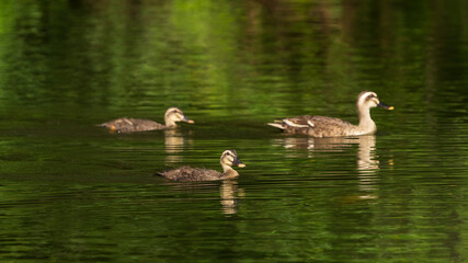 Spot-billed duck swimming in the lake.
