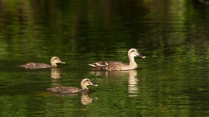 Spot-billed duck swimming in the lake.