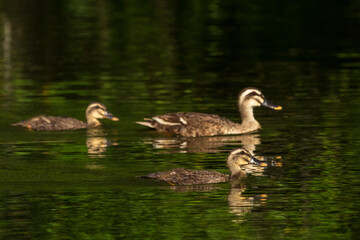 Spot-billed duck swimming in the lake.