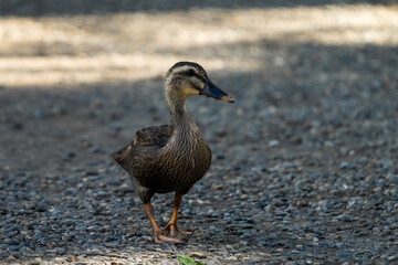Spot-billed duck walking on the ground.