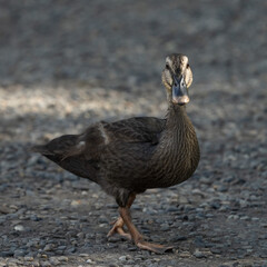 Spot-billed duck walking on the ground.