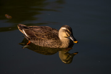 Spot-billed duck swimming in the lake.
