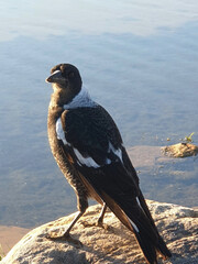 A young magpie is seen in profile, with his head turned towards the camera. His feathers are grey and white, with some mature black markings. He is standing on a rock above a pond.