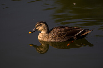 Spot-billed duck swimming in the lake.