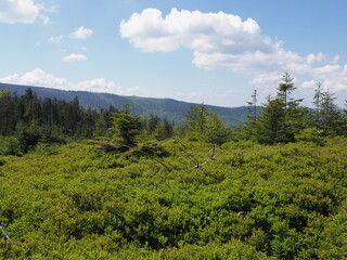 Obraz premium Beauty Silesian Beskids Mountains range near Salmopol pass, Poland