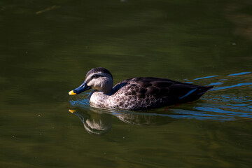 Obraz premium Spot-billed duck swimming in the lake.
