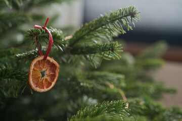 Fototapeta na wymiar Closeup small christmas tree with dried oranges as decorations for holidays