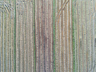 Earth tone in the paddy field with row lines, top view, aerial drone photo