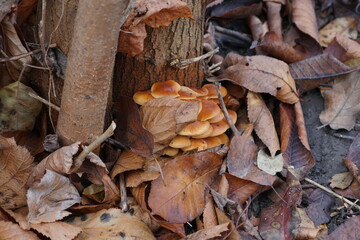 Orange-brown mushrooms on the trunk of a tree are covered with autumn leaves in the forest. Armillaria mellea.