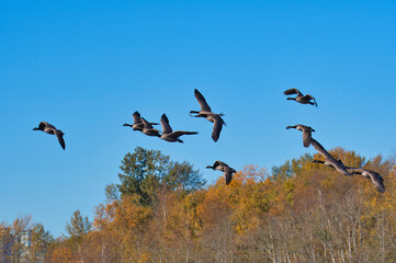 A view of Canada geese flying in the air. Burnaby lake BC Canada
