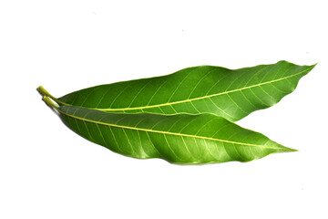 Fototapeta na wymiar green mango leaves isolated on white background