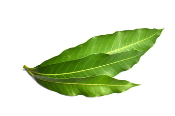 Obraz premium green mango leaves isolated on white background
