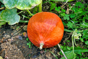 Close up of a red squash - variety Uchi Kuri.
