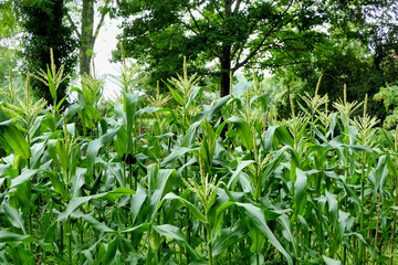 A field of sweet corn with their tassels glowing in the summer sun
