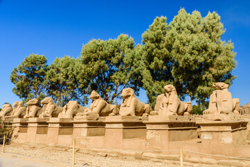 Fototapeta na wymiar Avenue of the ram-headed Sphinxes in a Karnak Temple. Luxor, Egypt